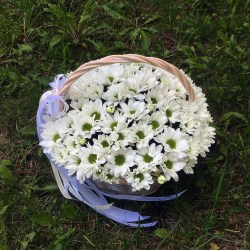 Белая хризантема в корзине model №095